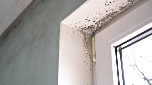 Environmental Consulting for Mold Prevention in Oakwood, PA
