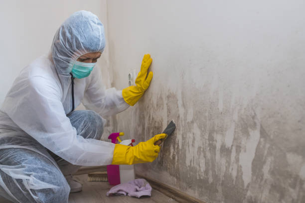 Mold Remediation for Rental Properties in Oakwood, PA