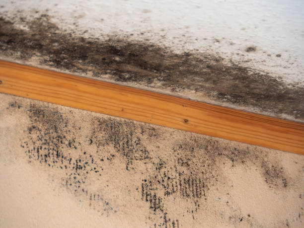 Best Mold Documentation for Insurance Claims  in Oakwood, PA