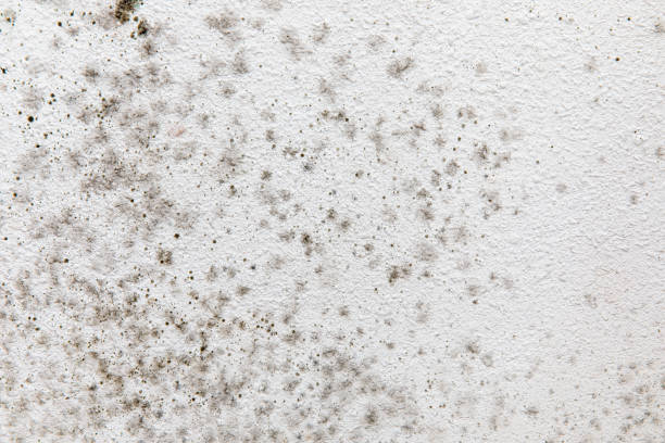 Best Environmental Consulting for Mold Prevention  in Oakwood, PA