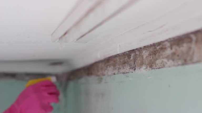 Best Mold Damage Restoration  in Oakwood, PA